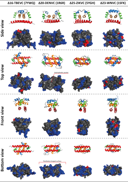 Comparison of homodimeric C protein structures of Tick-borne encephalitis virus (Δ16-TBEVC), Dengue virus (Δ20-DENVC), Zika virus (Δ25-ZIKVC) and West Nile virus (Δ23-WNVC). The first row of each view represents the protein structures in the cartoon representation. Blue—α1, orange—α2, green—α3, and red—α4. The second row of each view represents the protein structures with the shown surface. Positive residues are highlighted in blue, negative residues in red, and the remaining residues in gray. For Δ20-DENVC, a hydrophobic pocket (top view), which is thought to be involved in interaction with the endoplasmic reticulum membrane but is not as clearly defined in the other structures, and a positively charged surface (bottom view), which is thought to be responsible for viral genomic RNA binding and is common to all structures, are indicated.