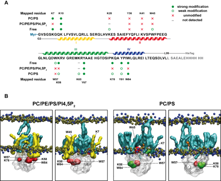 Surface mapping of Mouse mammary tumor virus MA  A) Interactions in the sequence of MMTV MA bound to liposomes mimicking phospholipid composition of inner leaflet of plasma membrane containing PC, PE, PS, PI4,5P2 in molar ratio of 45:45:5:5 (PC/PE/PS/PI4,5P2), and protein bound to liposomes comprised of PC and PS in molar ratio of 66:34 (PC/PS).  B) Residues of MMTV MA visualized in the snapshots obtained by GC-MD simulations. The snapshots are presented in to different side-views. Accessible residues are colored in green, inaccessible residues in red, myristoyl in orange, PS in cyan and PI4,5P2 in yellow.  Junkova, P et al., Differences and commonalities in plasma membrane recruitment of the two morphogenetically distinct retroviruses HIV-1 and MMTV. J. Biol. Chem. 2020 Jun 26;295(26):8819-8833. doi: 10.1074/jbc.RA119.011991. Epub 2020 May 8.