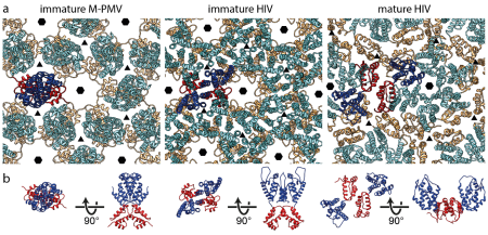 a) The arrangement of the CA lattices in immature M-PMV and immature and mature HIV-1 particles.  CA-NTD and CA-CTD domains - in cyan/blue and orange/red, respectively.  b) Top and orthogonal views of the structures of CA dimers from the lattices.  Schur F. et al., The structure of the immature HIV-1 capsid in intact virus particles at 8.8 Å resolution. Nature (2015) 517, 505–508, doi:10.1038/nature13838