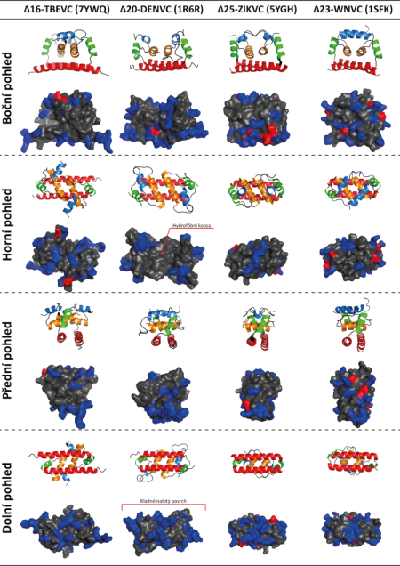 Porovnání homodimerních struktur kapsidového proteinu viru klíšťové encefalitidy (Δ16-TBEVC), viru dengue (Δ20-DENVC), viru zika (Δ25-ZIKVC) a viru západonilské horečky (Δ23-WNVC). První řádek každého pohledu představuje struktury proteinů v cartoon reprezentaci. Modrá-α1, oranžová-α2, zelená-α3 a červená-α4. Druhý řádek každého pohledu představuje struktury proteinů se zobrazeným povrchem. Kladně nabitá rezidua jsou zvýrazněna modře, záporně nabitá rezidua červeně a ostatní šedě. U Δ20-DENVC je vyznačena hydrofobní kapsa (horní pohled), která by se měla účastnit interakce s membránou endoplazmatického retikula, nicméně v ostatních strukturách není tak jasně definována, a kladně nabitý povrch (dolní pohled), který má být zodpovědný za vazbu virové genomové RNA a je společný všem strukturám.