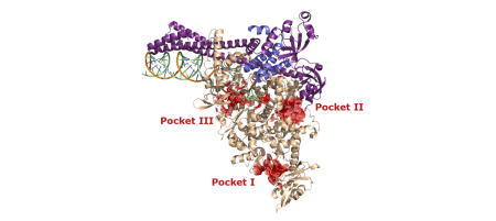 Struktura RdRp komplexu SARS-CoV-2 (PDB ID: 7KRO) – NSP12 (béžová), NSP8 (fialová), NSP7 (modrá), templátový řetězec RNA (zelená), RNA produkt (oranžová), predikovaná alosterická místa v NSP12 (Barakat et al, 2020) (červená)