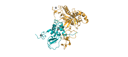 Struktura exoribonukleázové domény NSP14 SARS-CoV-2 (ornažová) v komplexu s kofaktorem NSP10 (tyrkysová) (PDB ID: 7DIY)