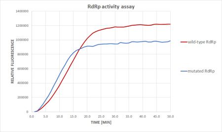 Průběh polymerázové reakce RdRp SARS-CoV-2 divokého typu (červená) a RdRp s přirozenou aminokyselinovou záměnou (modrá)